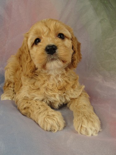 Female Cockapoo Puppy for sale #25 Born February 15th 2012